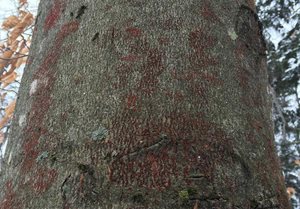 Beech Bark Disease on a tree.
