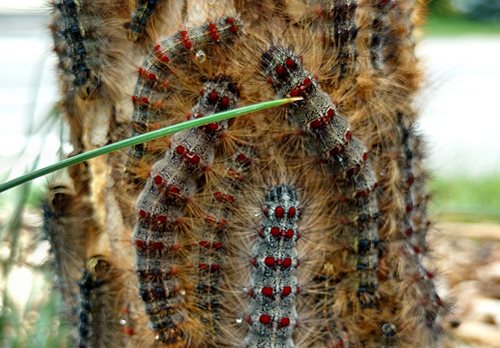 LDD Moth caterpillars on a tree.