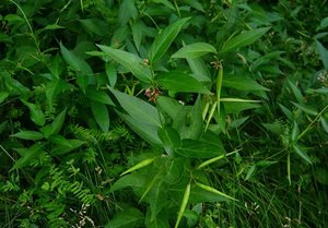 Dog Strangling Vine