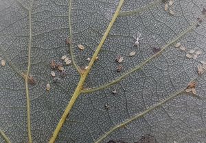 Linden Aphids on a leaf.