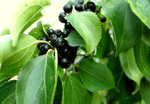 Common Buckthorn