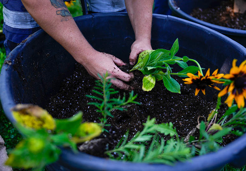 Hands teasing apart the roots of a potted plant over a bucket of potting soil.