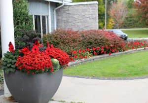 Poppies on display in a planter.