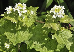 Garlic Mustard