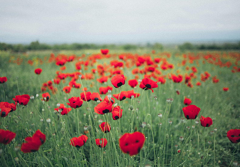 Field of poppy flowers.